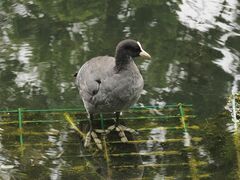 Fulica atra
