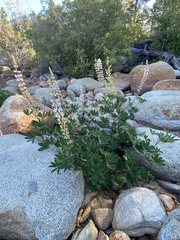Lupinus latifolius