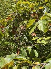 Torminalis glaberrima