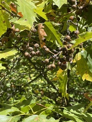 Torminalis glaberrima