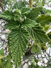 Heliotropium