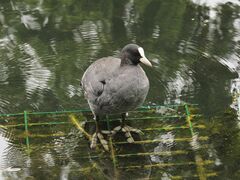 Fulica atra
