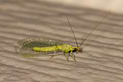 Chrysopa coloradensis