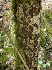 Torminalis glaberrima