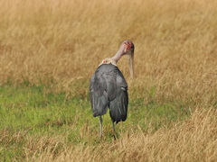 Leptoptilos crumenifer