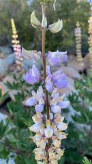 Lupinus latifolius