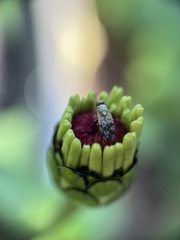 Neotephritis finalis