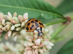Harmonia axyridis