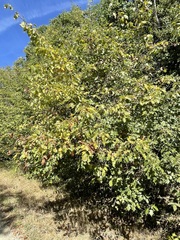 Torminalis glaberrima