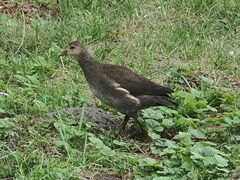 Gallinula chloropus