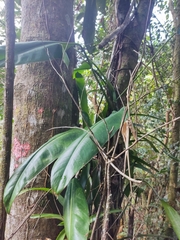 Philodendron crassinervium