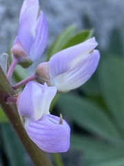 Lupinus latifolius
