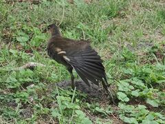 Gallinula chloropus