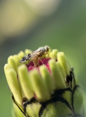 Neotephritis finalis