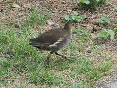 Gallinula chloropus