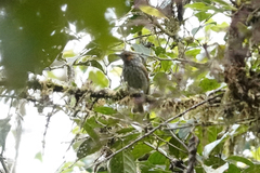 Rhagologus leucostigma