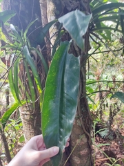 Philodendron crassinervium