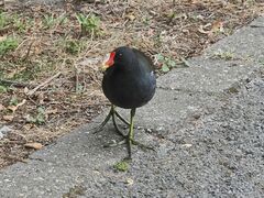 Gallinula chloropus