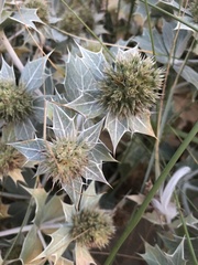 Eryngium maritimum