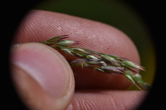 Vahlodea atropurpurea