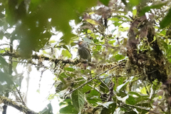 Rhagologus leucostigma