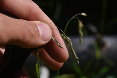 Vahlodea atropurpurea