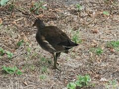 Gallinula chloropus