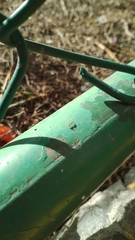 Pseudomyrmex pallidus