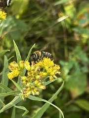 Apinae
