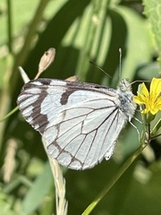 Neophasia menapia