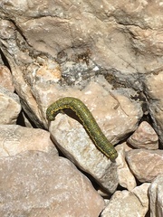 Lycia alpina