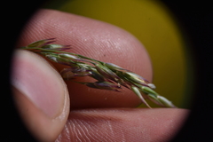 Vahlodea atropurpurea