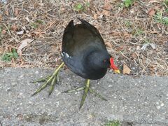 Gallinula chloropus