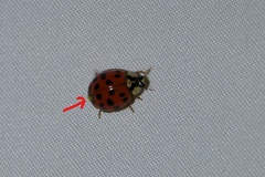 Hesperomyces harmoniae