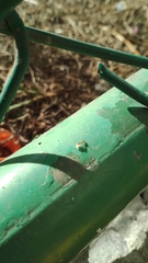 Pseudomyrmex pallidus