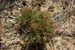 Chamaerhodos grandiflora