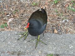 Gallinula chloropus