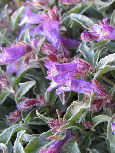 Image of Penstemon harbourii by (c) Anders Hastings, some rights reserved (CC BY)