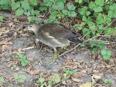 Gallinula chloropus