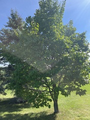 Syringa reticulata