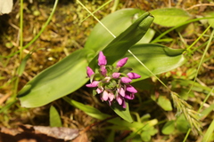 Dactylorhiza