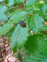 Oiceoptoma thoracicum