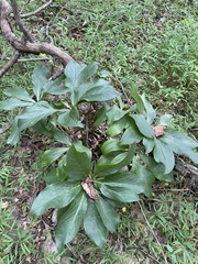 Helleborus orientalis