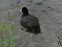 Fulica atra