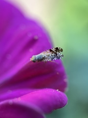 Neotephritis finalis