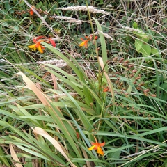 Crocosmia