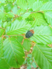 Oiceoptoma thoracicum