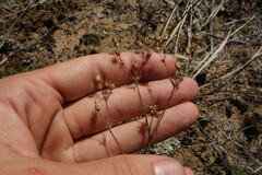 Chamaerhodos grandiflora