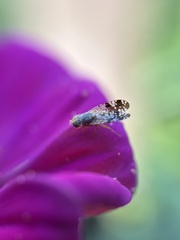 Neotephritis finalis