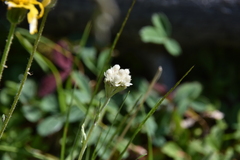 Antennaria microphylla